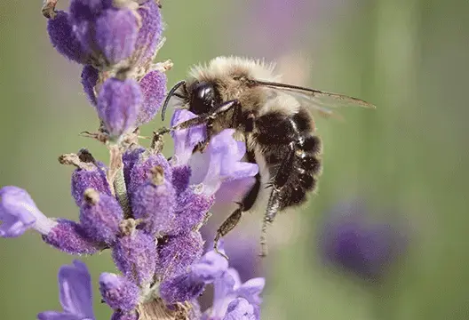 A bee landing on & pollinating a purple flower