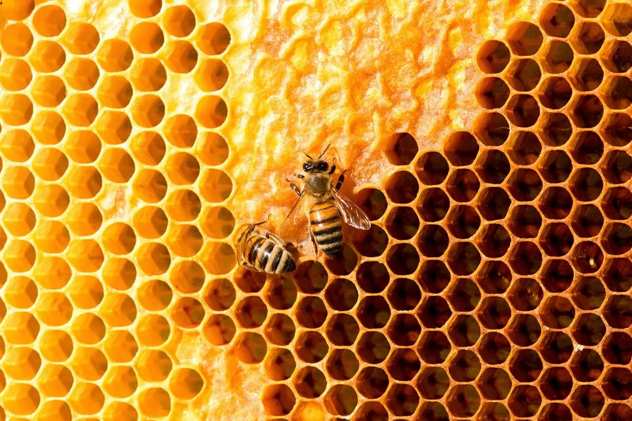 Bees tending to honeycomb
