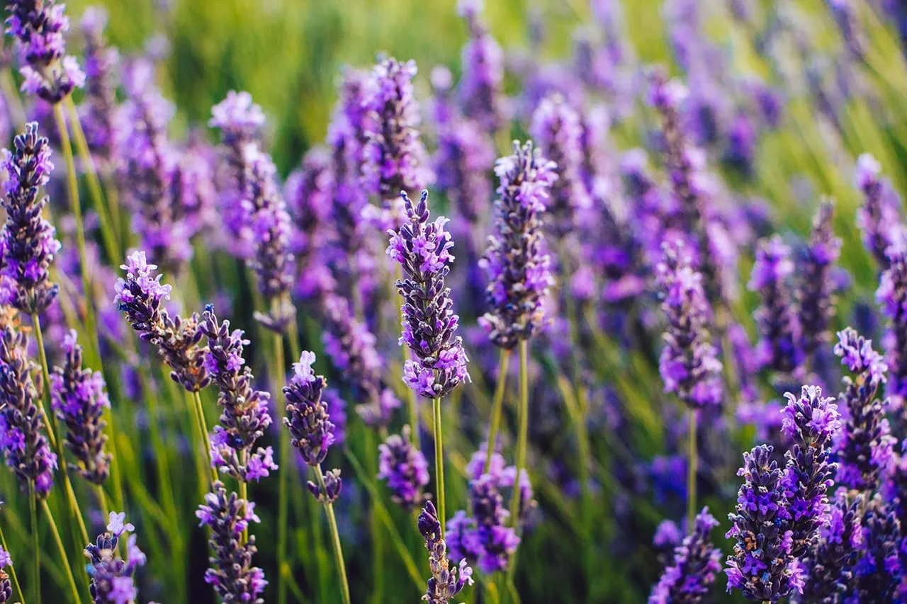 Field of natural lavender