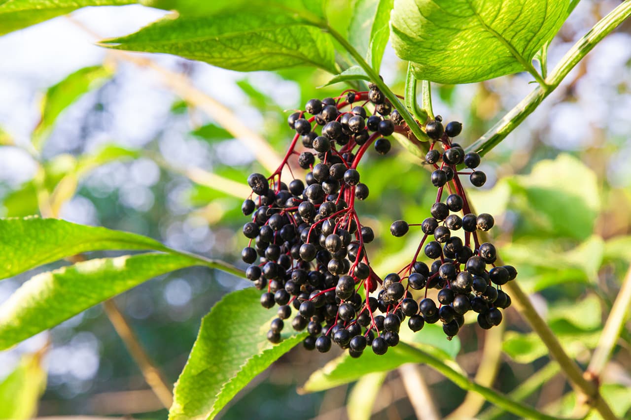 Elderberries loaded with antioxidants