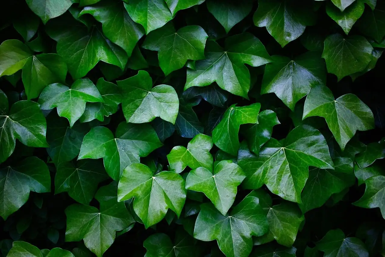 Ivy leaf plant